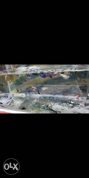 Fighter fish for sale wholesale rates