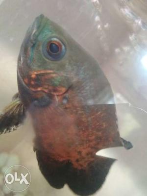 Fire orange oscar fish for sale. Very active and