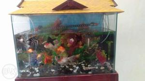 Fish Aquarium two Motors only Once In A Month