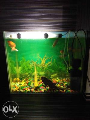 Fish Tank With Brown Frames