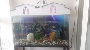 Fish aquarium available for sale with 15