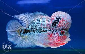 Flowarhorn fish with fish tank sathe oxgin sathe