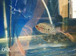 Flowerhorn Confirm male available for sell.
