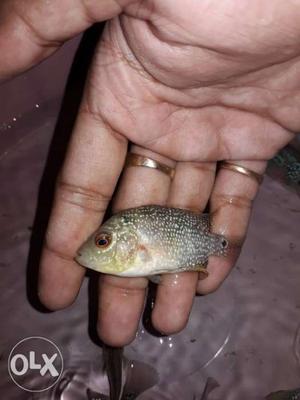 Flowerhorn fries up for sell...