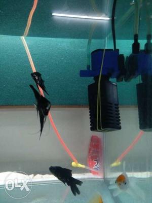 Fully submersible pump for 2 ft aquarium