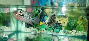 Fully trained imported male kamfa flowerhorn with