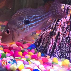Geophagus fish for sale