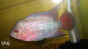 Good quality 3 inch male flowerhorn fish red