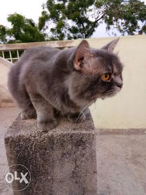 Good quality grey Persian cat for mating price