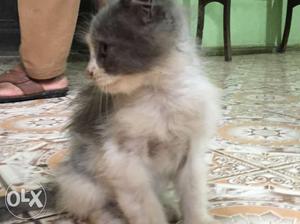 Gray And White Bicolor Cat