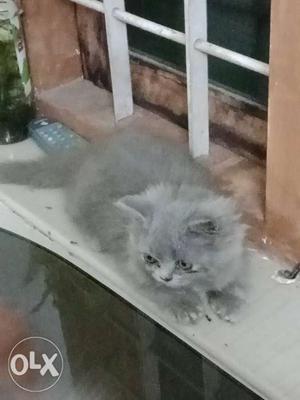 Greay colour kitten female. 2month. good quality.