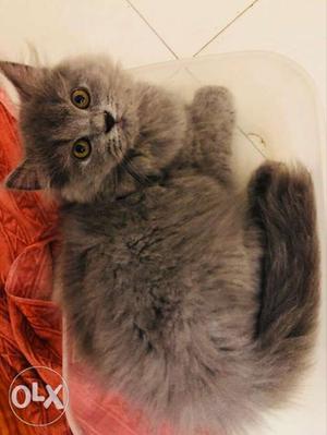Grey persian cat. 2months old. Friendly