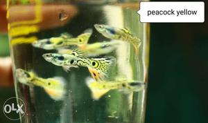 Guppy wholesale tank clearance