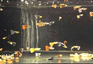Guppys For Sale... Rs 10 to 300 wholesale and Retail around