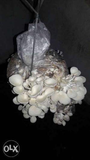 Healthy&Testy mushrooms 350/kg contact at morning