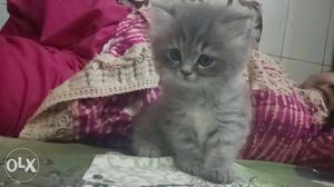 Home breed grey persian kittens