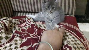 I hv Persian kittens for sale... grey,bi colour,
