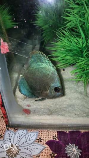 I want to Sale Blue Discus. Sale Price Only 700.