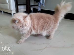 I want to sale my male cat 5 months old
