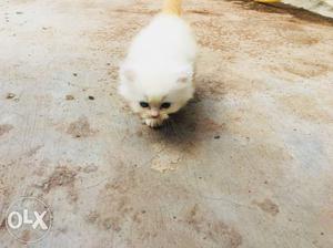 I want to sell female kitten white colour healty