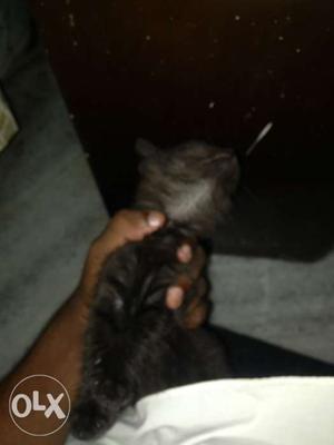 I want to sell my black Persian kitten only 4
