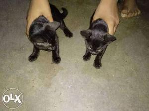 I want to sell two Bombay cat babies rs each