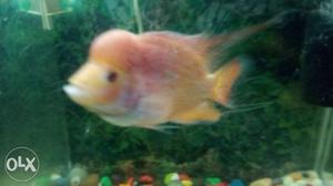 I wont to sale my male flowerhorn fish in very