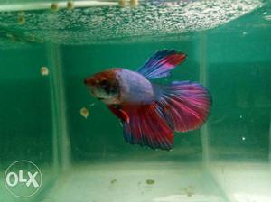 Imported Betta fish each 25 rupees