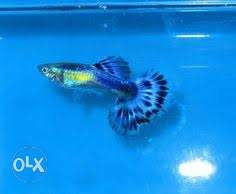 Imported Guppys for sale...for vidoes n