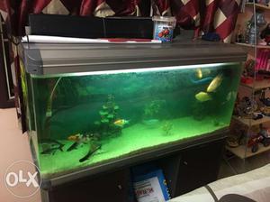 Imported boyu fish tank with 12 large fishes for sale with
