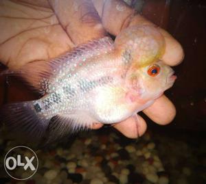 Imported monster kok fader flowerhorn with