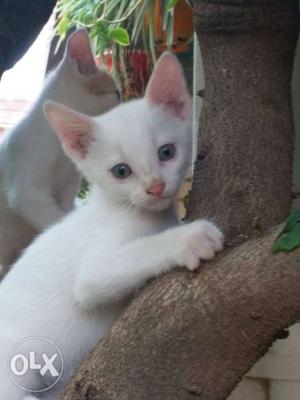 Kitten for adoption - full white