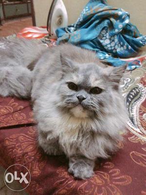 Long-coated Gray And White Cat