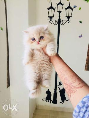 Long furr semi punch persian cat kitten available