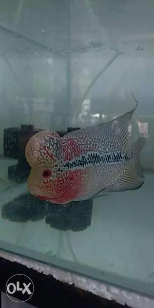 Male Pink And Silver Flowerhorn