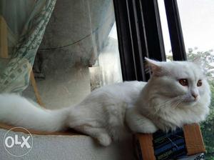 Male Pure Persian cat available for crossing only.