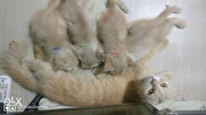 One persion cat and four kittens vaccinated