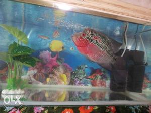 One- rich Flowerhorn Fish active one- fish tank