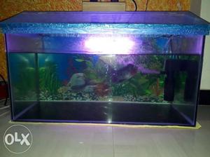 Only 1 month used 2 feet tank with flowerhorn fixed price