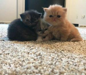 PErsian Black And Orange Kittens