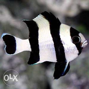 Pair of four stripe damsel marine fish