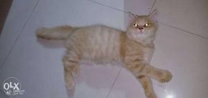 Percian long hair cat (male+female)