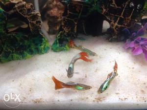 Perfect healthy imported guppies 80pair. due
