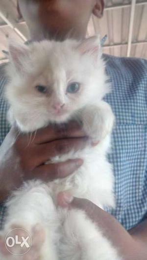 Pershan Cat For Sale doll Face white call