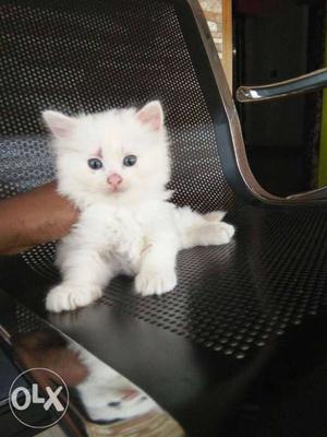 Pershan Cat dool Face white/black call
