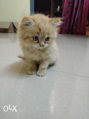 Persian Cat, Brow thick fur, 2 months old, Blue