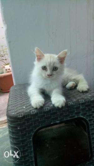 Persian Kitten, Original Breed, Furry Tail, 3.5