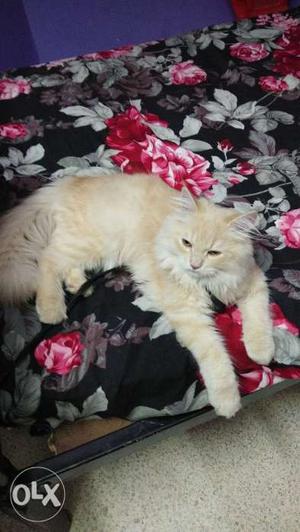 Persian cat colour White an cream