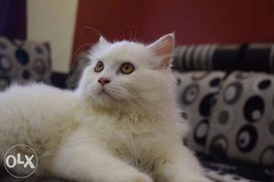 Persian cat doll face semi punch white female