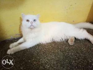Persian cat female 6 months old potty trained